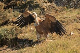 Sęp płowy - Gyps fulvus - Griffon Vulture