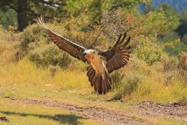 Orłosęp - Gypaetus barbatus - Bearded Vulture