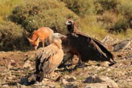 Sęp kasztanowaty - Aegypius monachus - Black Vulture