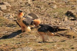 Orłosęp - Gypaetus barbatus - Bearded Vulture