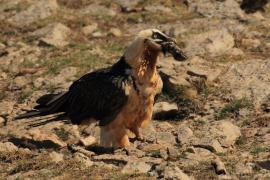 Orłosęp - Gypaetus barbatus - Bearded Vulture