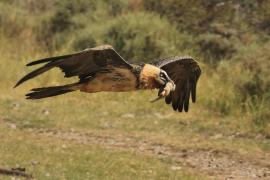 Orłosęp - Gypaetus barbatus - Bearded Vulture