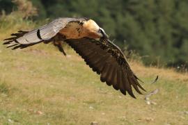 Orłosęp - Gypaetus barbatus - Bearded Vulture