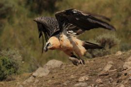 Orłosęp - Gypaetus barbatus - Bearded Vulture