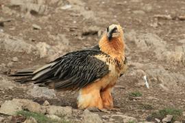 Orłosęp - Gypaetus barbatus - Bearded Vulture