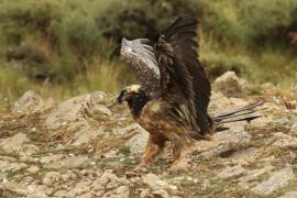 Orłosęp - Gypaetus barbatus - Bearded Vulture