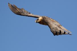 Orłosęp - Gypaetus barbatus - Bearded Vulture