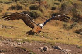 Orłosęp - Gypaetus barbatus - Bearded Vulture