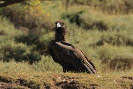 Sęp kasztanowaty - Aegypius monachus - Black Vulture