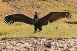 Sęp kasztanowaty - Aegypius monachus - Black Vulture