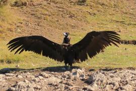Sęp kasztanowaty - Aegypius monachus - Black Vulture