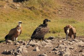 Sęp kasztanowaty - Aegypius monachus - Black Vulture