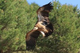 Sęp płowy - Gyps fulvus - Griffon Vulture