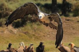 Orłosęp - Gypaetus barbatus - Bearded Vulture