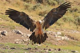Orłosęp - Gypaetus barbatus - Bearded Vulture