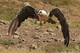 Orłosęp - Gypaetus barbatus - Bearded Vulture