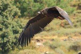 Sęp kasztanowaty - Aegypius monachus - Black Vulture