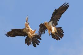 Orłosęp - Gypaetus barbatus - Bearded Vulture