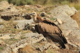 Sęp płowy - Gyps fulvus - Griffon Vulture