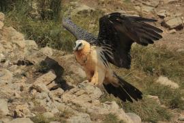 Orłosęp - Gypaetus barbatus - Bearded Vulture