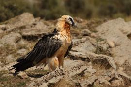 Orłosęp - Gypaetus barbatus - Bearded Vulture