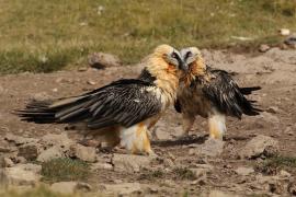 Orłosęp - Gypaetus barbatus - Bearded Vulture