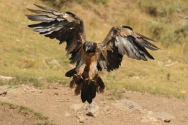 Orłosęp - Gypaetus barbatus - Bearded Vulture