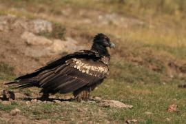 Orłosęp - Gypaetus barbatus - Bearded Vulture