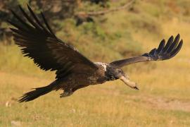 Orłosęp - Gypaetus barbatus - Bearded Vulture