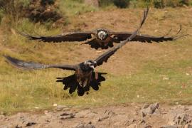 Orłosęp - Gypaetus barbatus - Bearded Vulture
