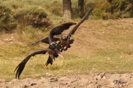 Orłosęp - Gypaetus barbatus - Bearded Vulture