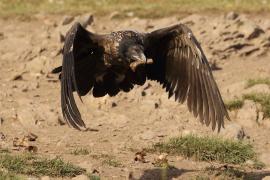 Orłosęp - Gypaetus barbatus - Bearded Vulture