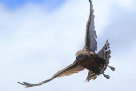 Gadożer brunatny - Circaetus cinereus - Brown Snake Eagle