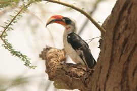Toko czarnoskrzydły - Tockus deckeni - Von der Decken's Hornbill