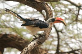 Toko czarnoskrzydły - Tockus deckeni - Von der Decken's Hornbill