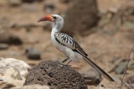 Toko białogrzbiety - Tockus erythrorhynchus - Northern Red-billed Hornbill