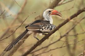 Toko białogrzbiety - Tockus erythrorhynchus - Northern Red-billed Hornbill