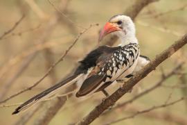 Toko białogrzbiety - Tockus erythrorhynchus - Northern Red-billed Hornbill