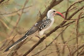 Toko białogrzbiety - Tockus erythrorhynchus - Northern Red-billed Hornbill