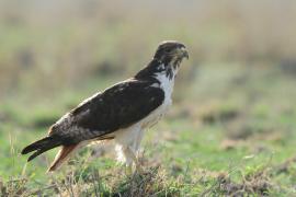 Myszołów białobrzuchy - Buteo augur - Augur Buzzard