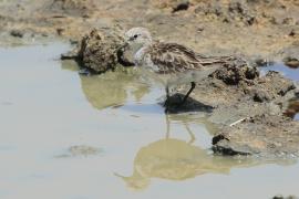 Biegus malutki - Calidris minuta - Little Stint