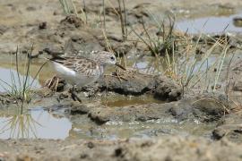 Biegus malutki - Calidris minuta - Little Stint