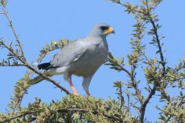 Jastrzębiak popielaty - Melierax poliopterus - Eastern Chanting Goshawk