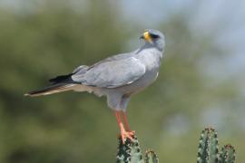 Jastrzębiak popielaty - Melierax poliopterus - Eastern Chanting Goshawk