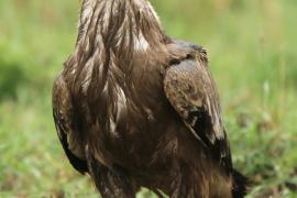 Orzeł stepowy - Aquila nipalensis - Steppe Eagle