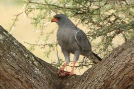 Jastrzębiak ciemny - Melierax metabates - Dark Chanting Goshawk