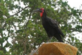 Dzioboróg kafryjski - Bucorvus leadbeateri - Southern Ground Hornbill