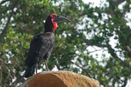 Dzioboróg kafryjski - Bucorvus leadbeateri - Southern Ground Hornbill