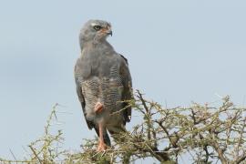 Jastrzębiak mały - Micronisus gabar - Gabar Goshawk