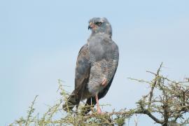Jastrzębiak mały - Micronisus gabar - Gabar Goshawk